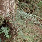 Asplenium bipartitum Habitat