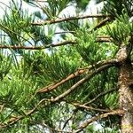 Araucaria nemorosa Hábito