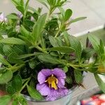 Calibrachoa parviflora Kvet