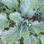 Borago officinalisLeaf