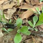 Antennaria plantaginifolia Levél