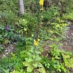 Verbascum densiflorum Habit