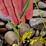 Isatis tinctoria Leaf