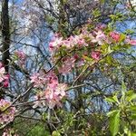 Malus coronariaFlower