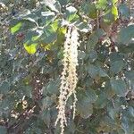 Garrya elliptica Yeri