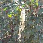 Garrya elliptica Habit