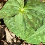 Trillium sessile 叶