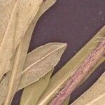 Knautia rupicola Leaf