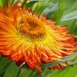 Xerochrysum bracteatum ᱵᱟᱦᱟ