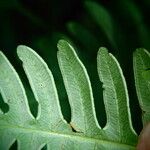 Pteris linearis Leaf