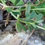 Lotus edulis Leaf