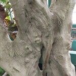 Ficus polita Corteza