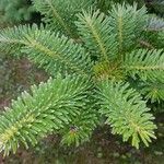 Abies koreana Лист