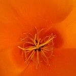 Eschscholzia californica Кветка