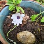 Osteospermum ecklonisപുഷ്പം