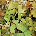 Oxalis corniculata Liść