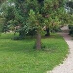 Cryptomeria japonica Alkat (teljes növény)