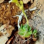 Saxifraga exarata Corteza