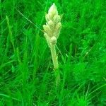 Orobanche elatior Floare