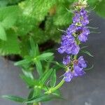 Hyssopus officinalis Flower