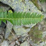 Polystichum lonchitis Lapas