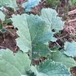 Brassica napusLeaf