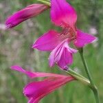 Gladiolus dubius Çiçek