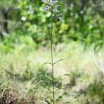 Penstemon arkansanus Elinympäristö