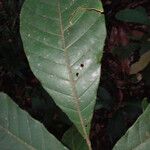Trichilia schomburgkii Φύλλο