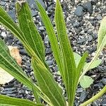 Plantago argentea Лист