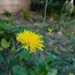 Crepis foetidaFleur