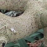 Ficus lutea Casca