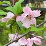 Malus halliana Flor