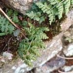 Asplenium obovatum पत्ता