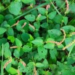 Acalypha multicaulis Liść