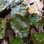 Galax urceolata Leaf