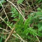 Cardamine impatiens Folla