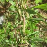 Indigofera lespedezioides Habit