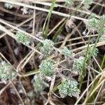 Artemisia frigida Blatt