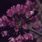 Allium amplectens फूल