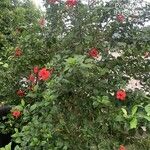 Hibiscus rosa-sinensis Zvyk