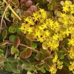 Sedum spathulifolium 花