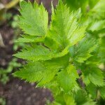Apium graveolens ഇല