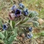 Cynoglossum creticum Blomst