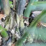 Encephalartos villosus 树皮