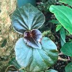Begonia cucullata cv. 'Doublet Rose Pink' Habitus