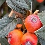 Cotoneaster franchetii Fruit