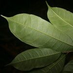 Naucleopsis guianensis पत्ता
