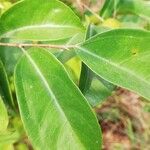 Trilepisium madagascariense Jani