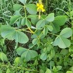 Crotalaria incana Leaf